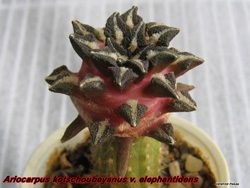 Mammillaria luethyi 09.04.06